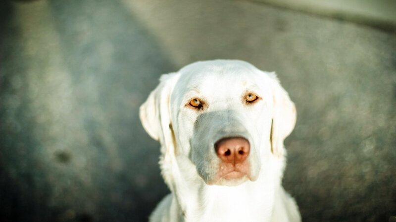 White Labrador Dog — Calm, Afternoon