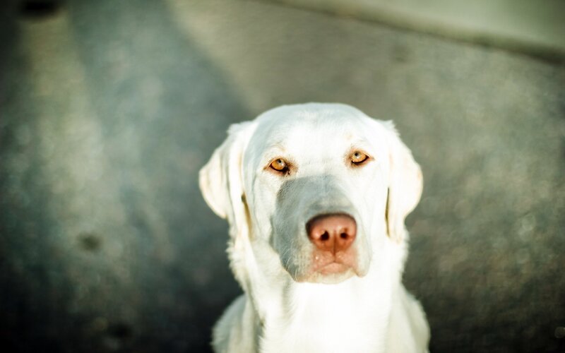 White Labrador Dog — Calm