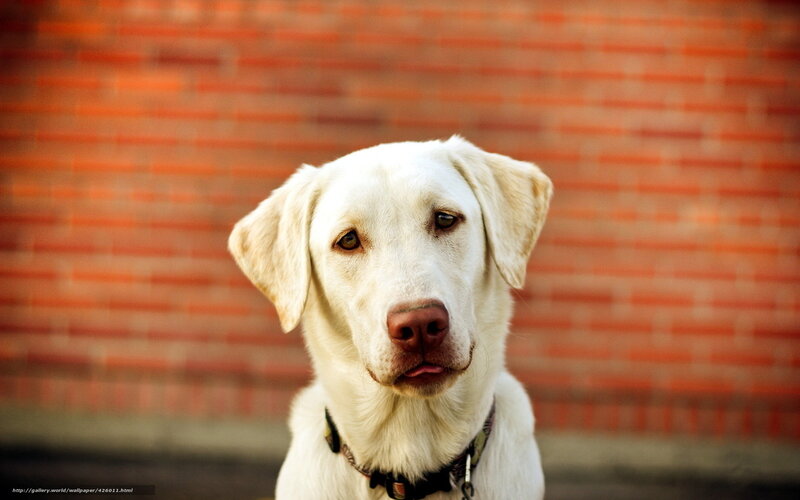 white labrador dog portrait