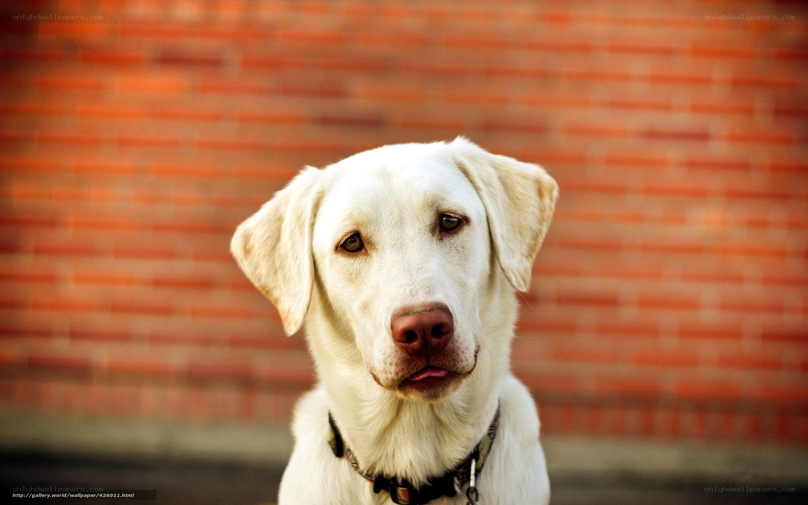 white labrador dog portrait