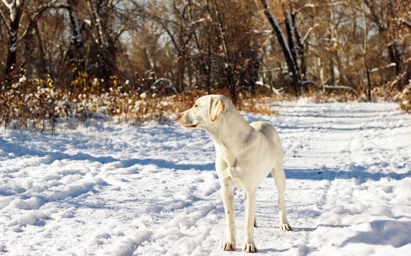 White Labrador in Snow — Calm