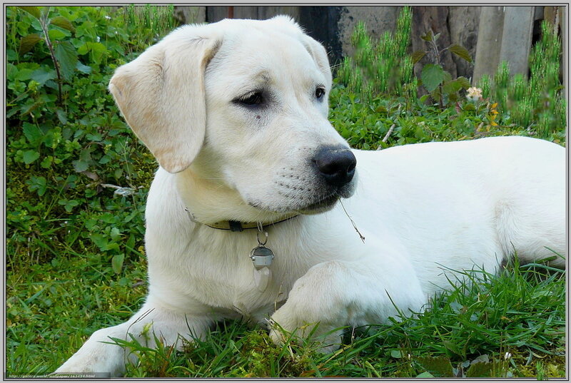 white labrador lying in grass
