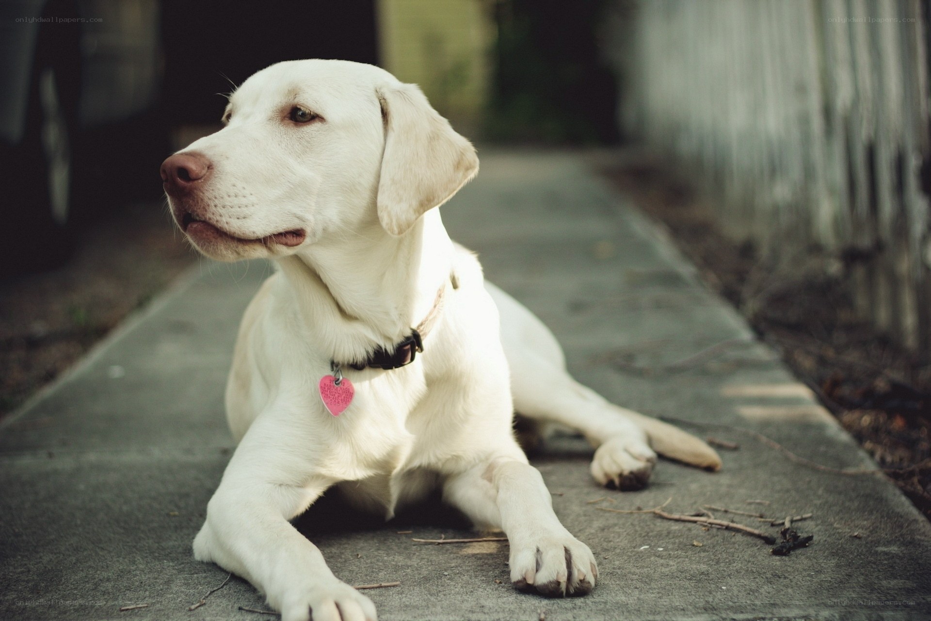 white labrador on sidewalk