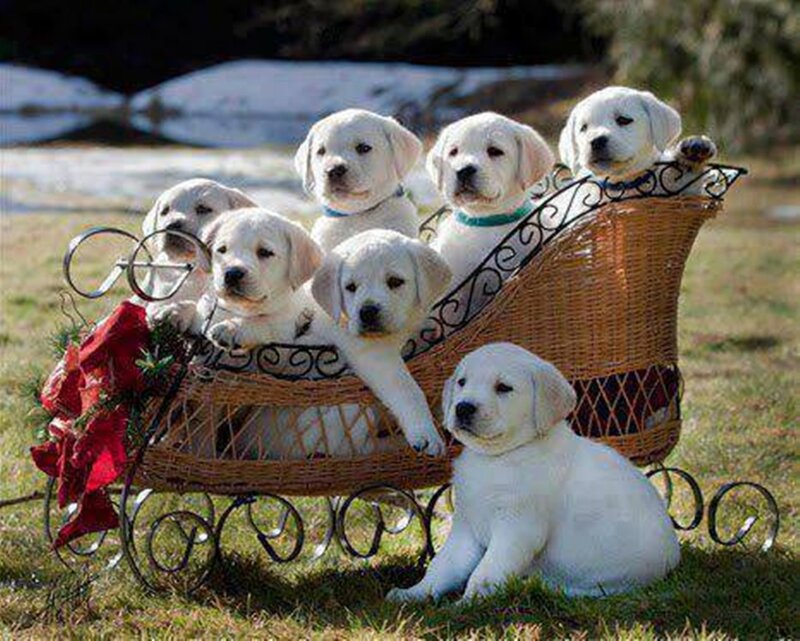 White Labrador Puppies