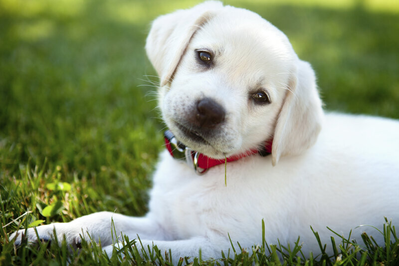 White Labrador Puppy — Calm, Afternoon