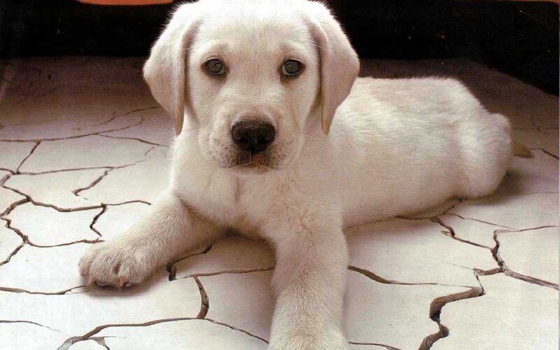 White Labrador Puppy — Calm, Photograph
