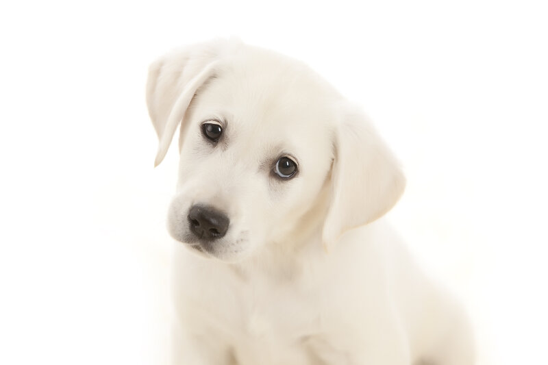White Labrador Puppy — Neutral