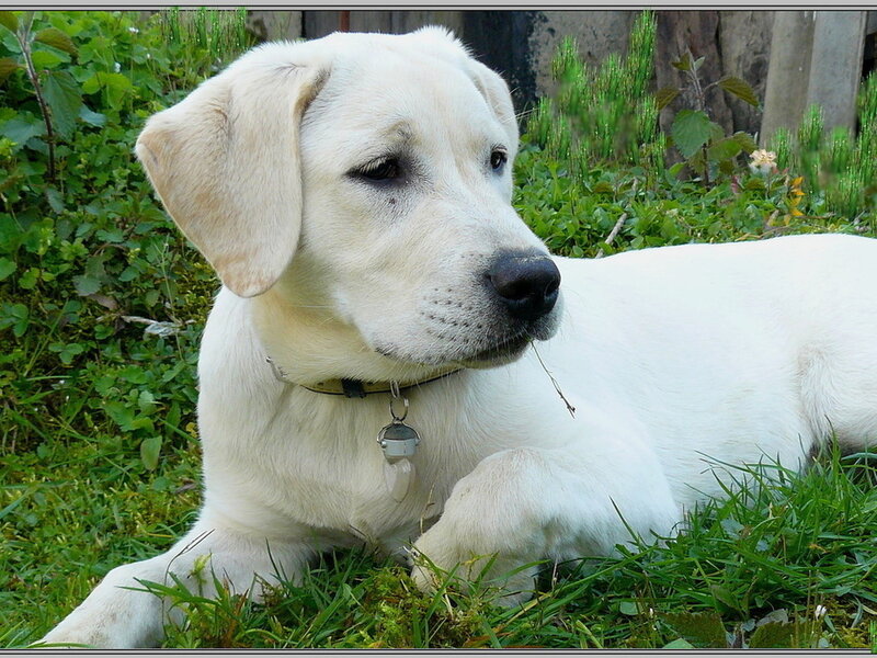 White Labrador Puppy