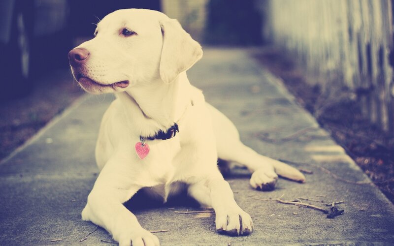 white labrador resting on sidewalk