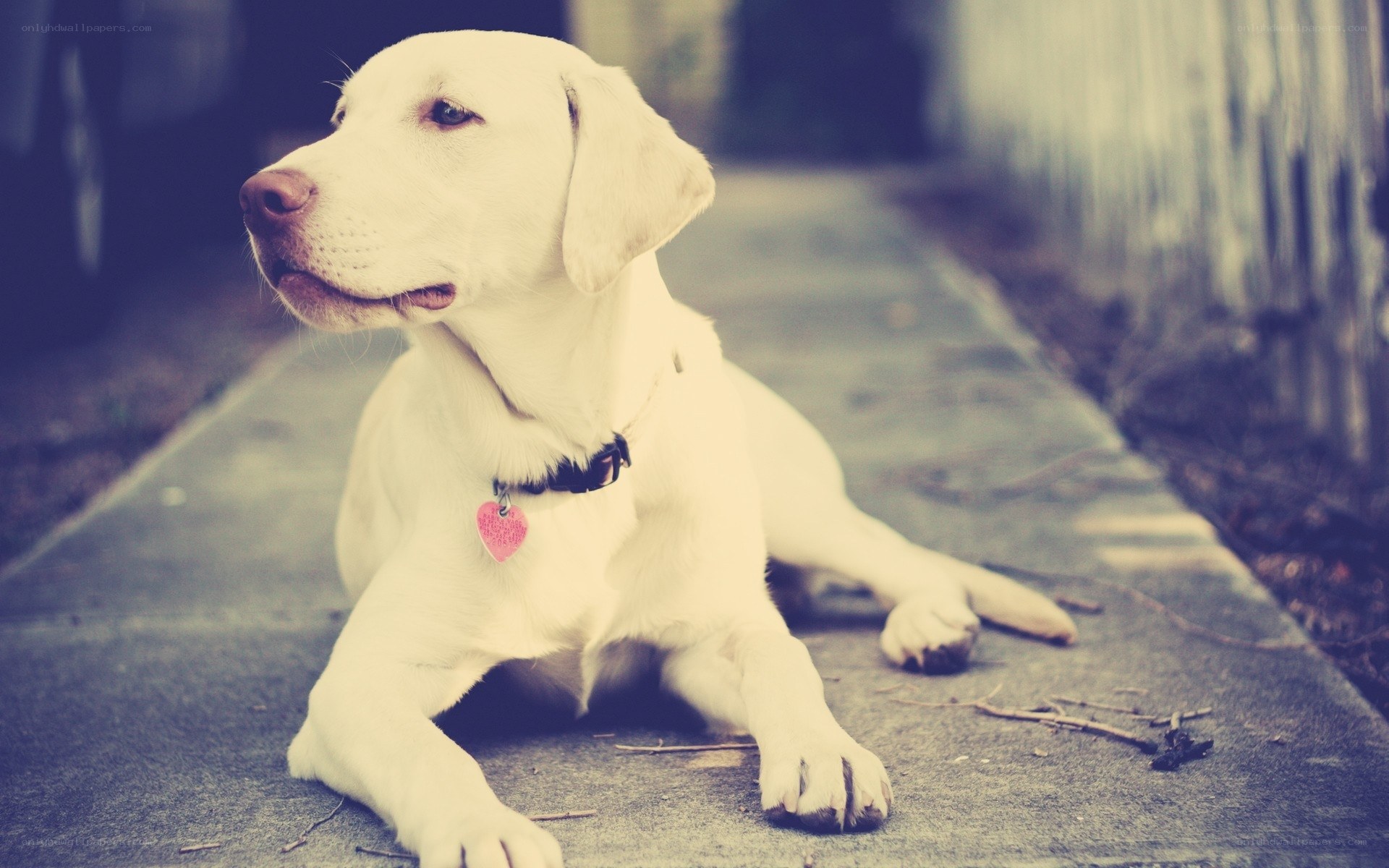 white labrador resting on sidewalk