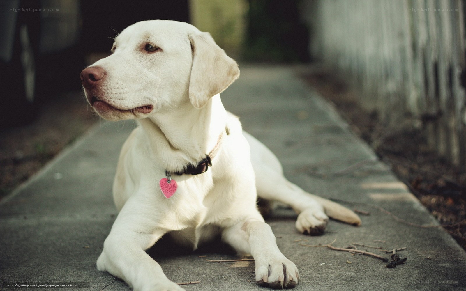 white labrador resting