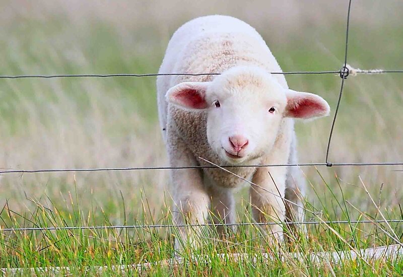 White Lamb Behind Fence — Green