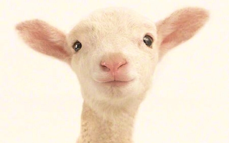 White Lamb Close-up