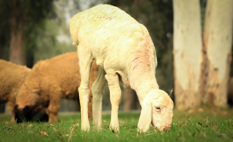 White Lamb Grazing — Green, Calm, Afternoon