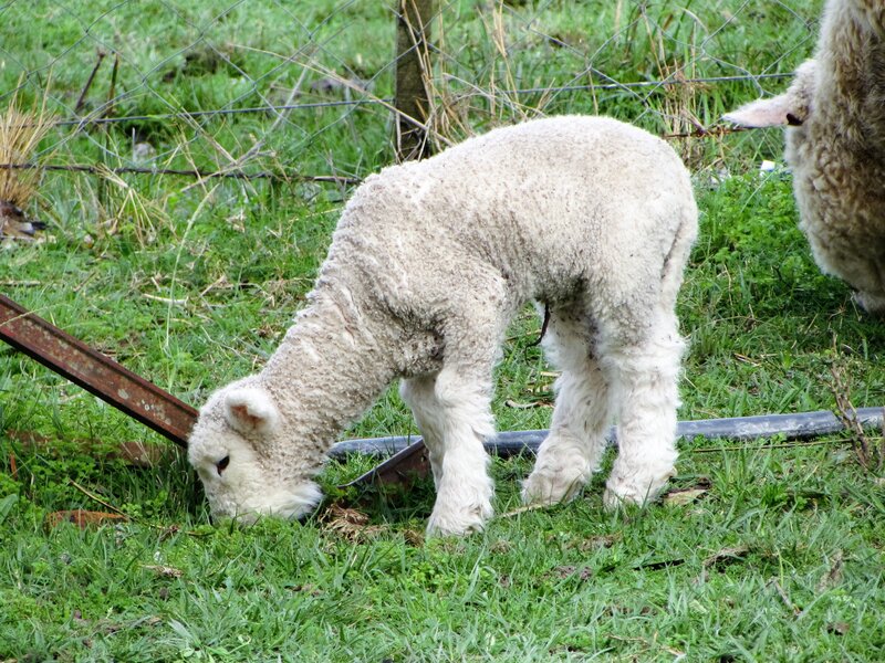 White Lamb Grazing — Green, Calm