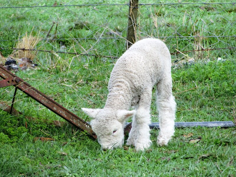 White Lamb Grazing — Green
