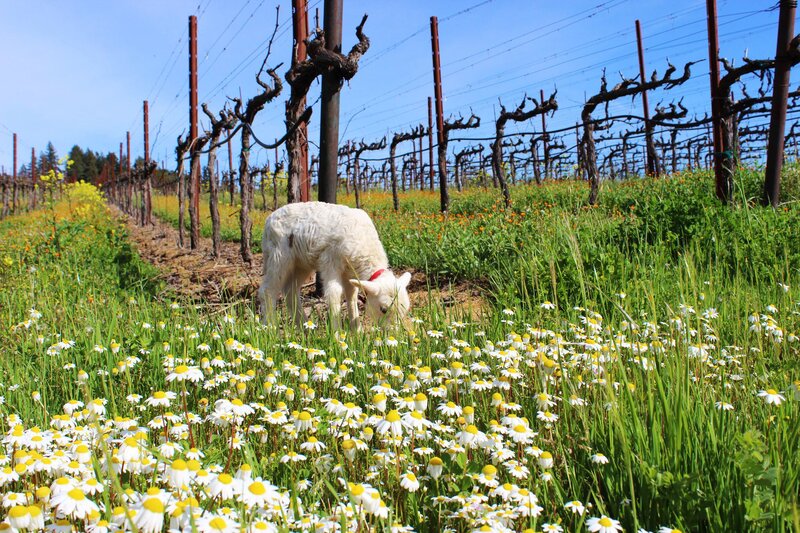 White Lamb Grazing