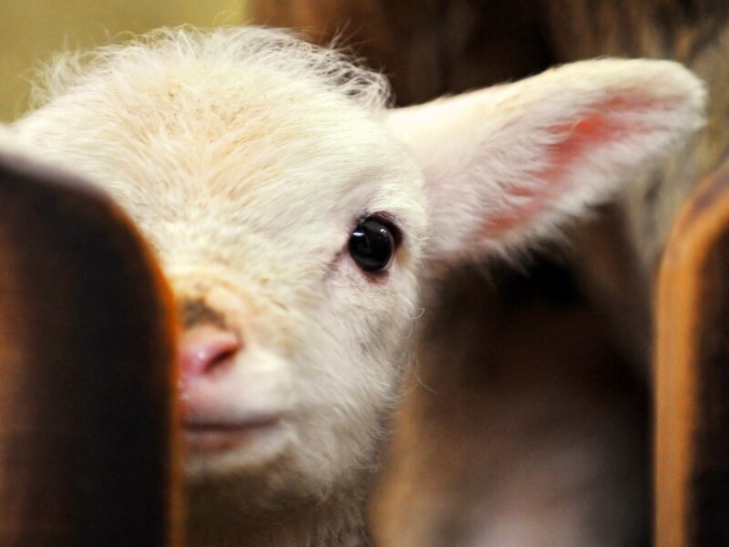 White Lamb in Enclosure