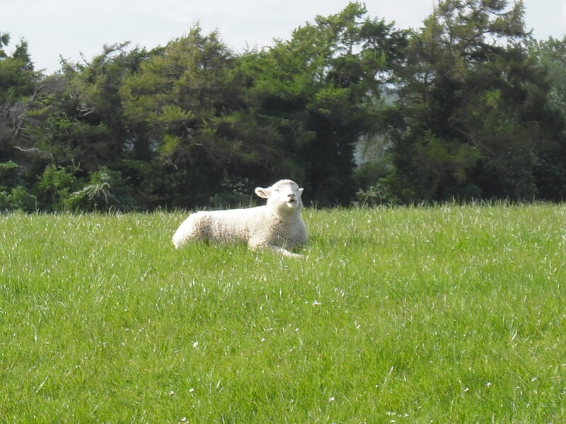 White Lamb in Field — Green