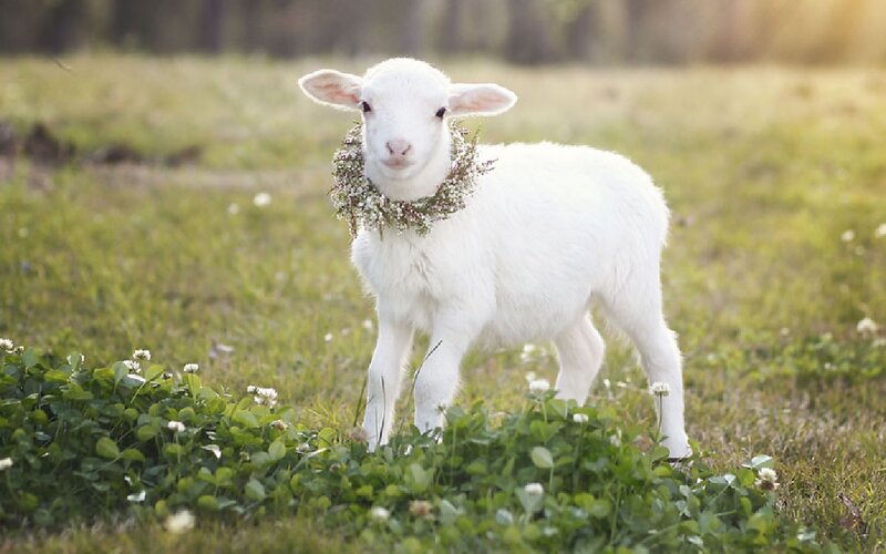 White Lamb in Field — Serene