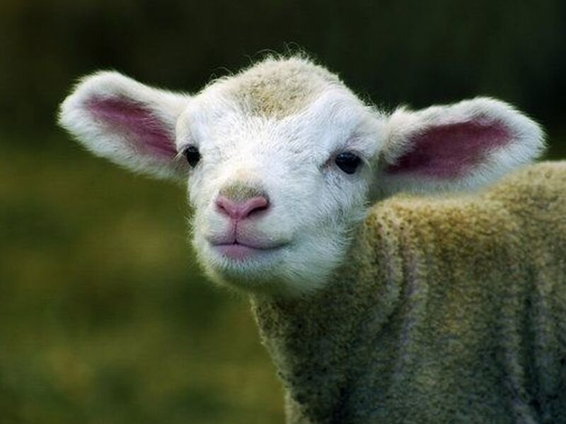 White Lamb in Field