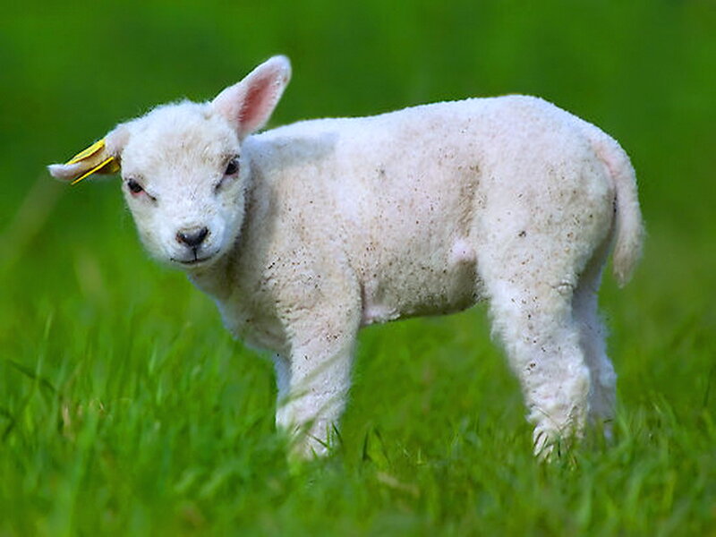 White Lamb in Grass — Green, Calm