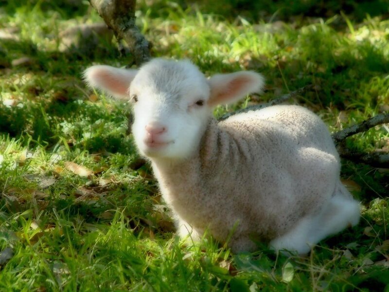 White Lamb in Grass — Green, Peaceful
