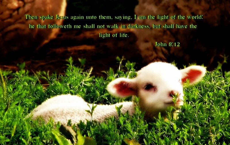 White Lamb in Grass — Green, Serene
