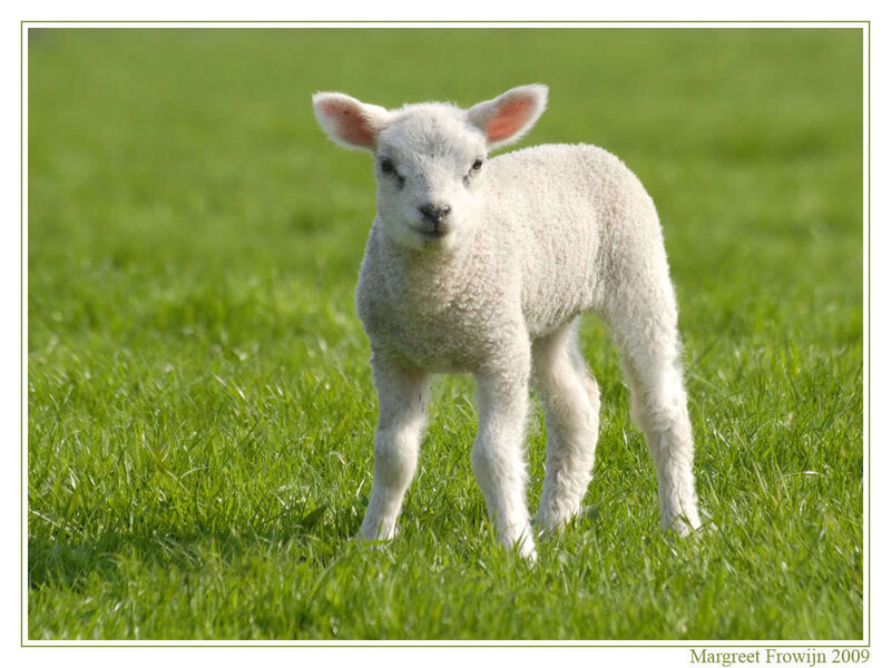 White Lamb in Grass — Green