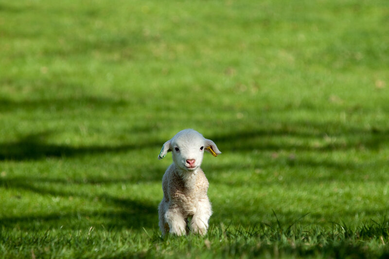 White Lamb in Grass