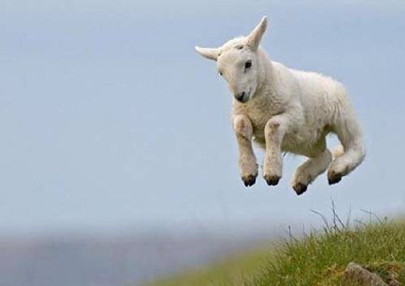 White Lamb Jumping