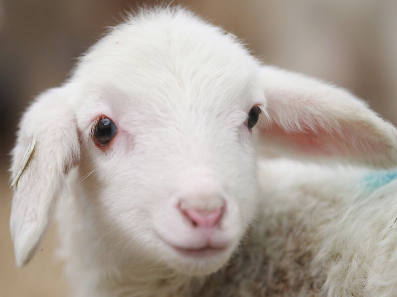 White Lamb Looking