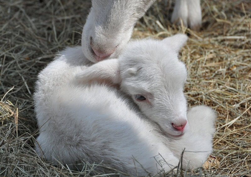 White Lamb Lying Down — Calm