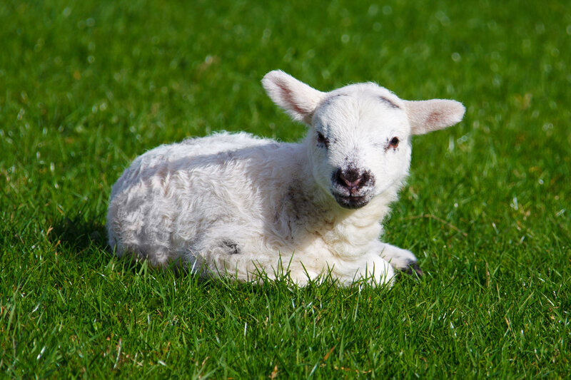 White Lamb Lying Down — Green, Calm