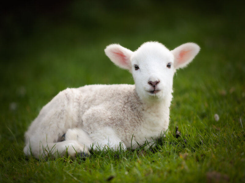 White Lamb Lying Down — Green