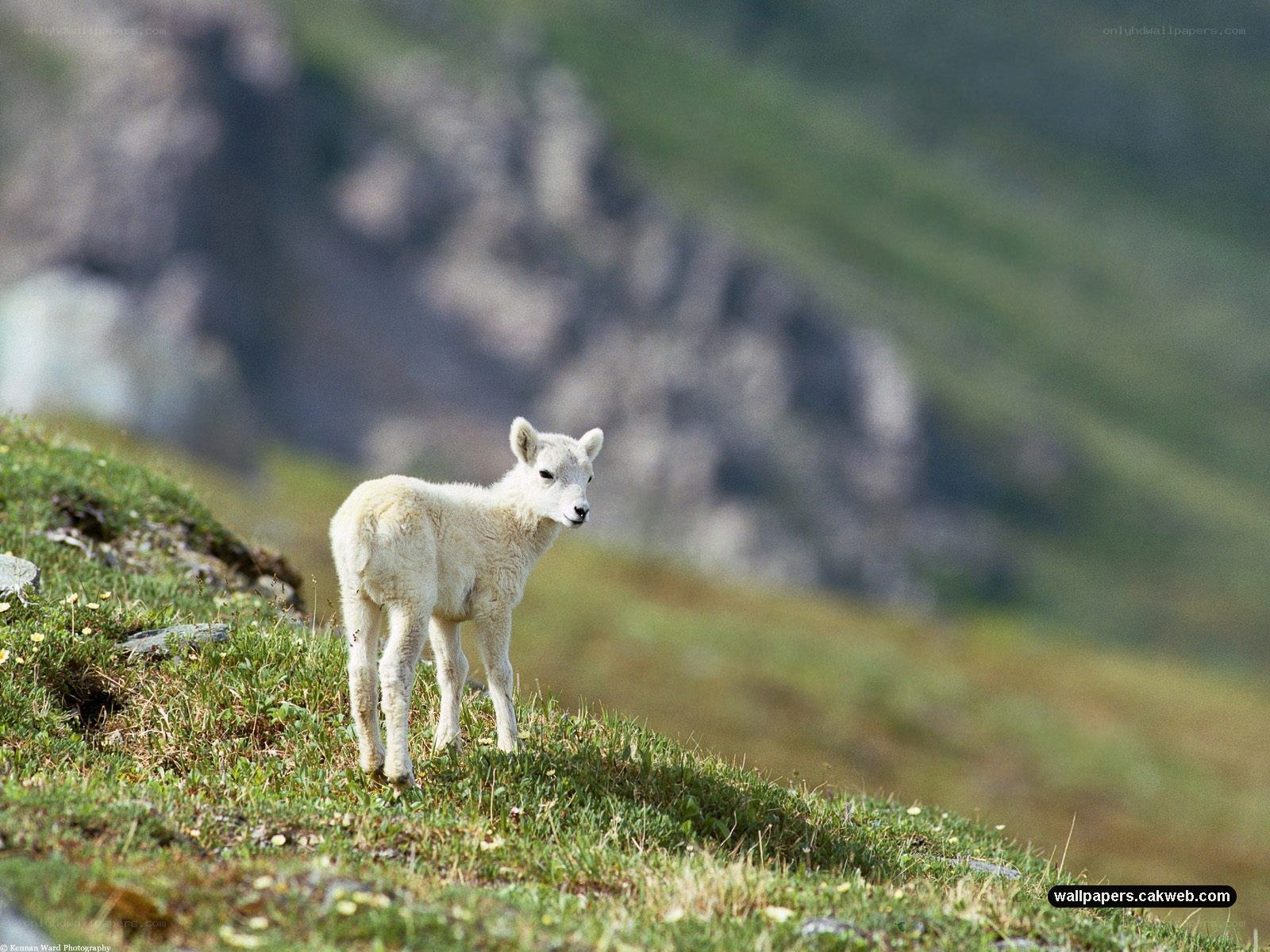 White lamb on a grassy hill