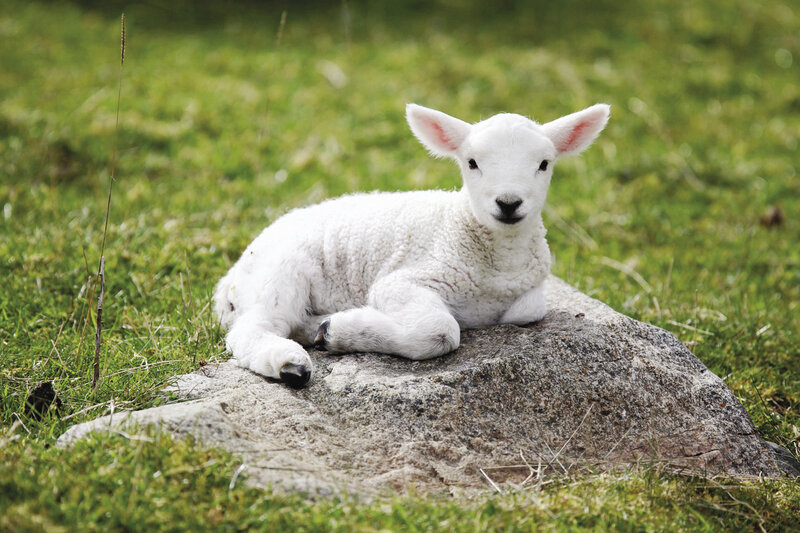 White Lamb on Rock