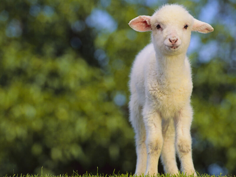 White Lamb Standing — Calm