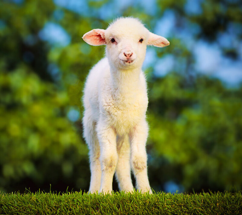 White Lamb Standing — Green