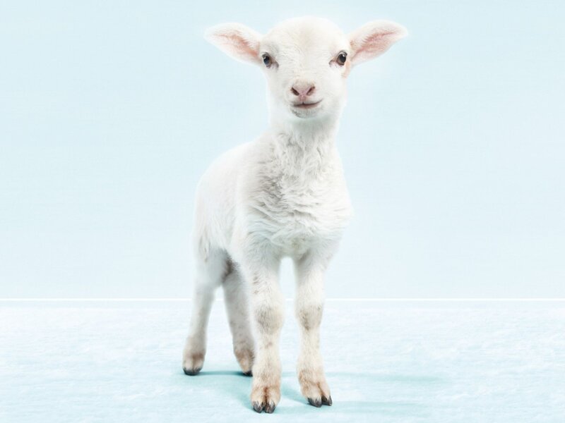 white lamb standing