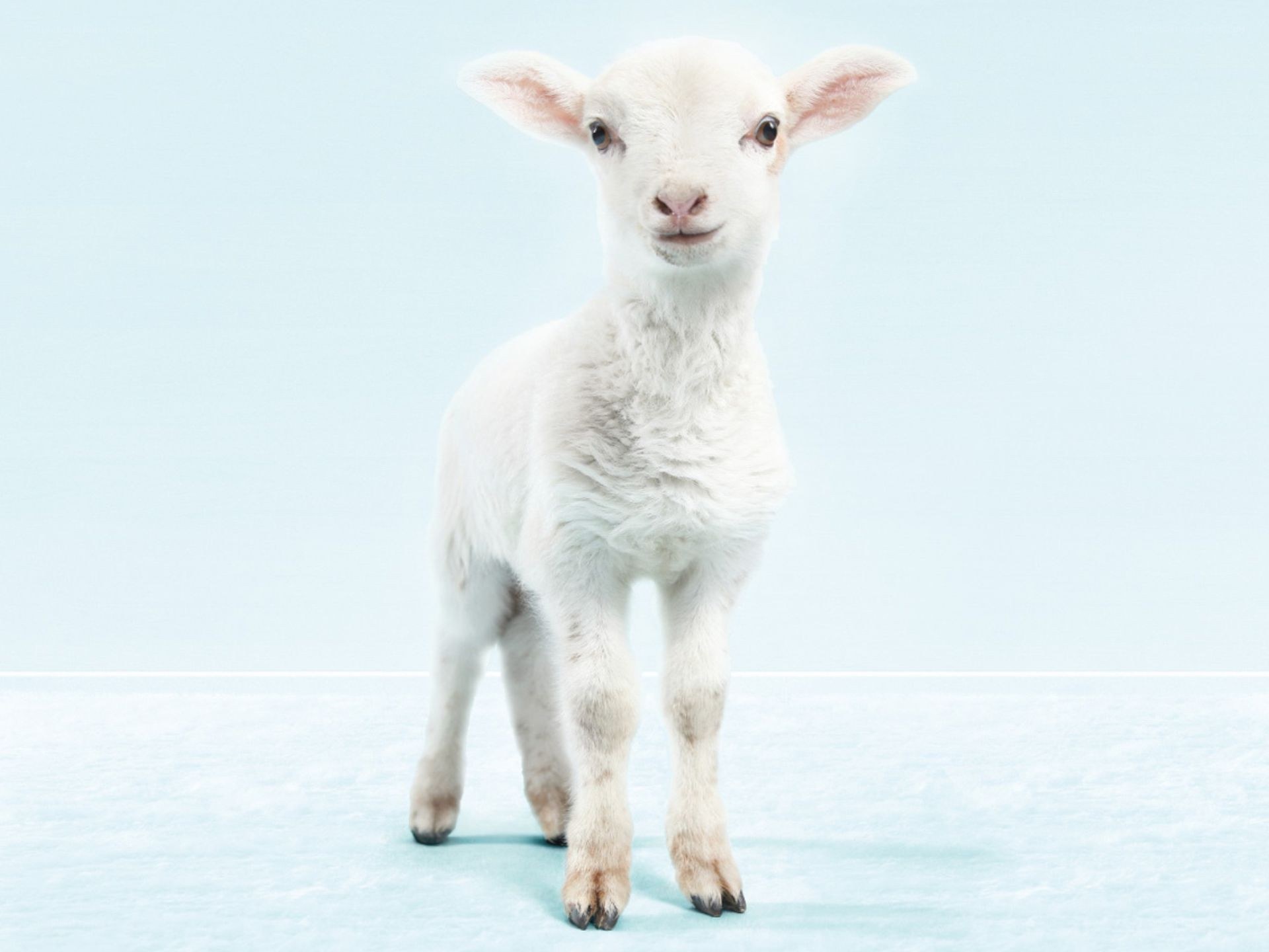 white lamb standing