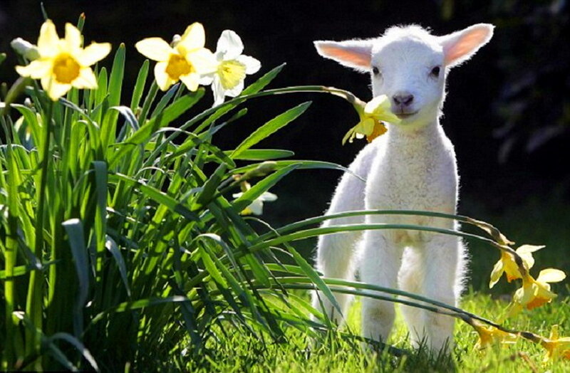 White Lamb with Daffodils