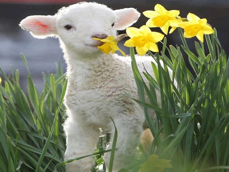 White Lamb with Daffodils — Yellow