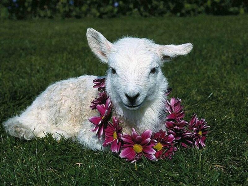 White Lamb with Flowers