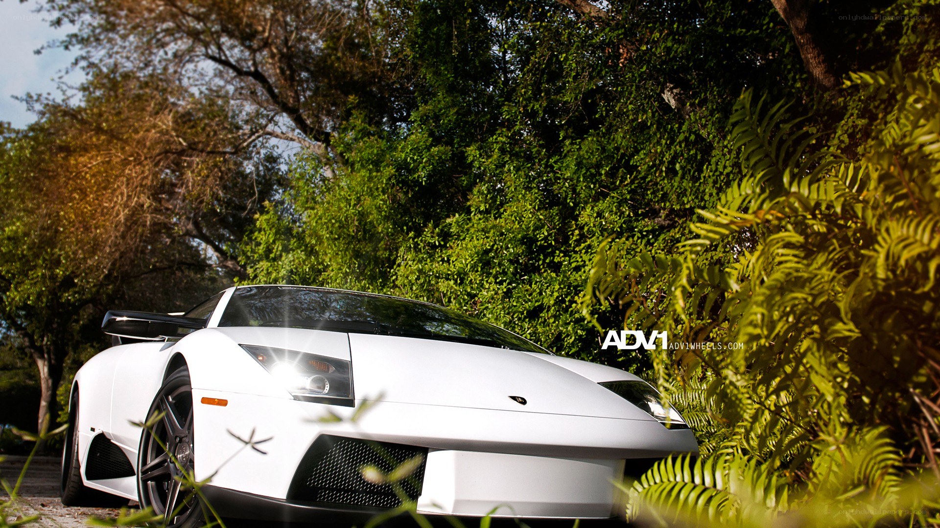White Lamborghini in a garden
