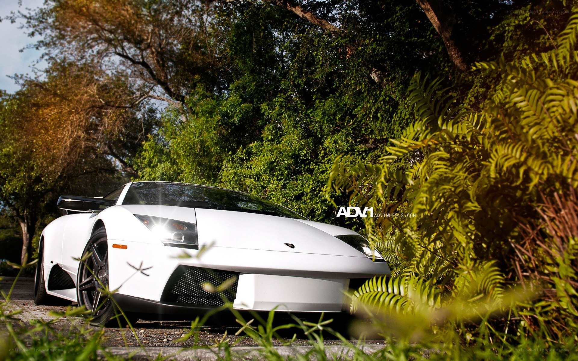 White Lamborghini in a garden