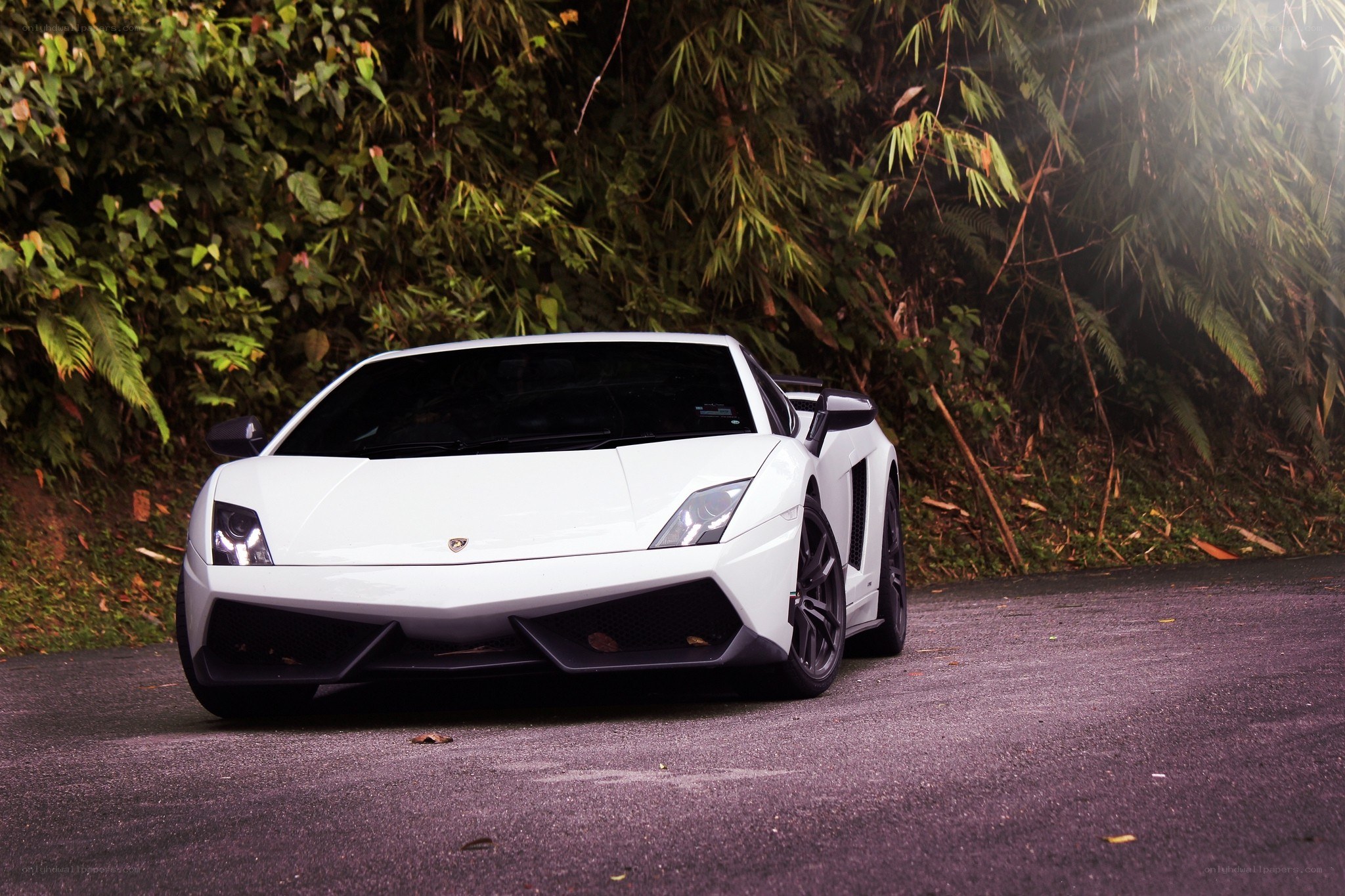 White Lamborghini in forest