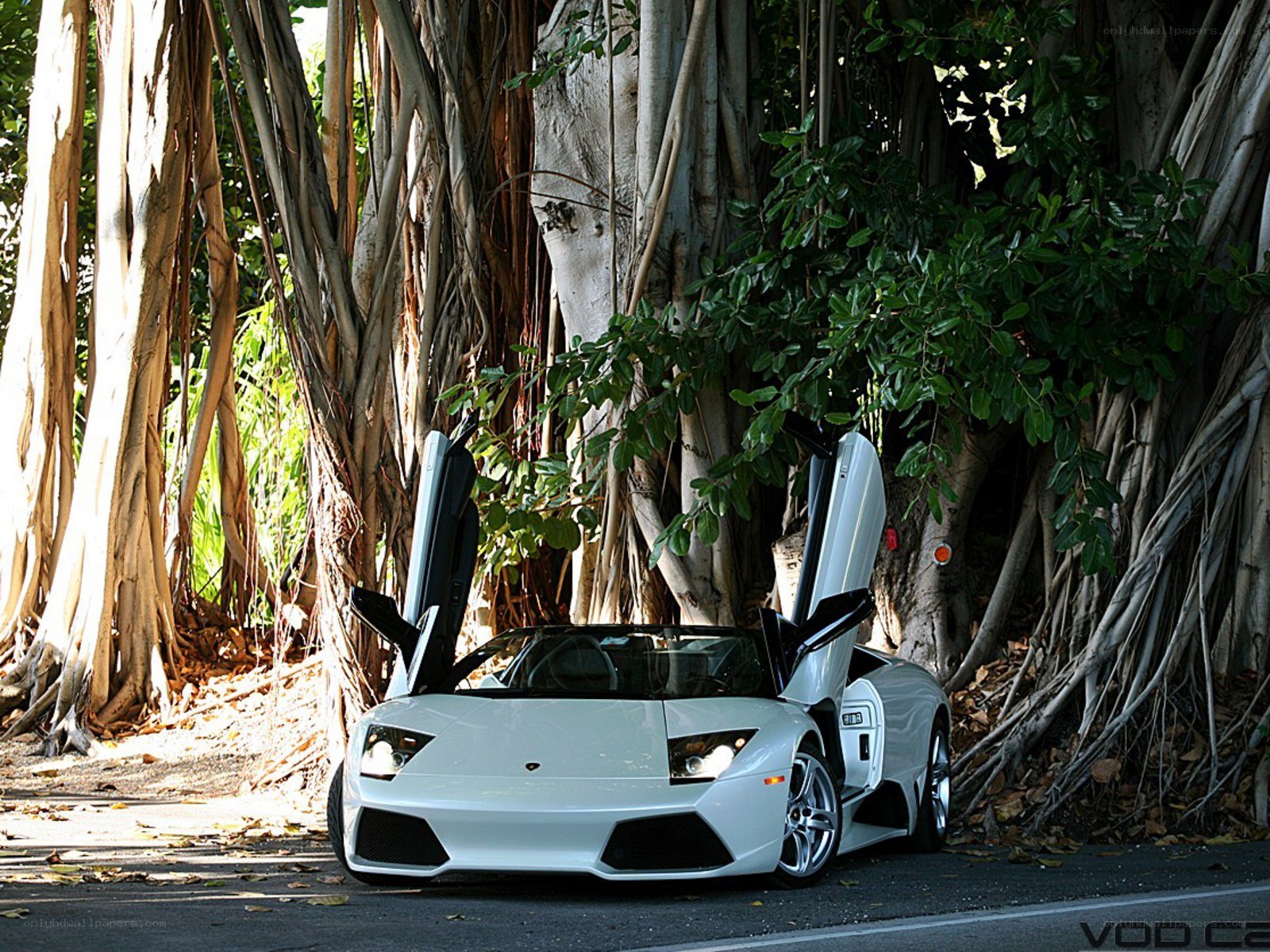 White Lamborghini in tropical setting