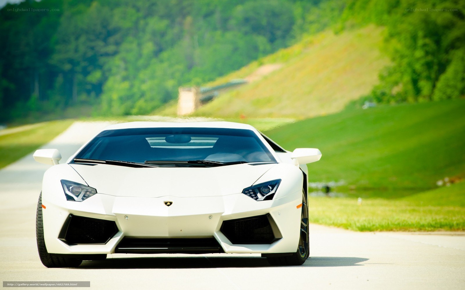 white lamborghini on a road