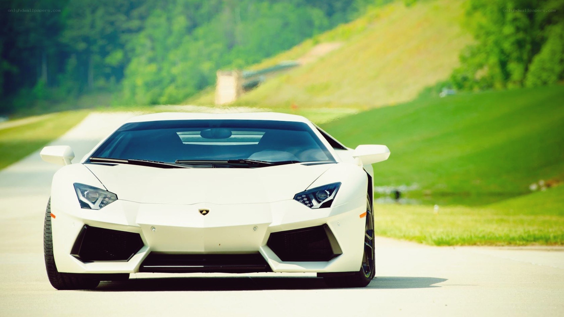 white lamborghini on a road